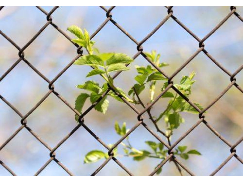 Czym zakryć siatkę ogrodzeniową? - 1.jpg