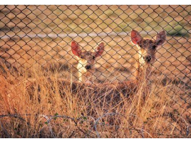 Jaką siatke leśną na sarny i inne dzikie zwierzęta wybra